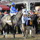 Illustration for article titled The Best Horses Of 2015